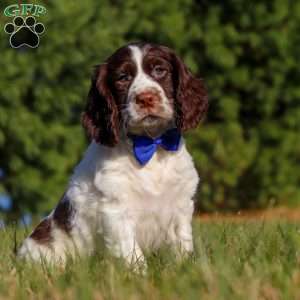 Ronnie, English Springer Spaniel Puppy